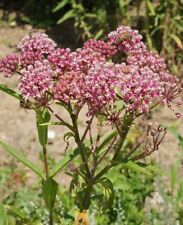 Milkweed swamp rose for sale  Sevierville