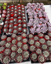 Pcs pot succulent for sale  Garden Grove
