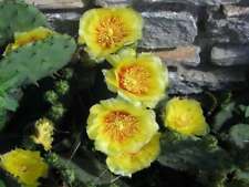 Yellow prickly pear for sale  Canton