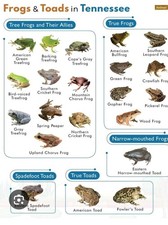 Live tadpoles toads for sale  Lancing