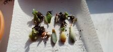 X10 assorted viable for sale  HOUGHTON LE SPRING