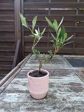 Olivier arbre bonsai d'occasion  Soisy-sous-Montmorency