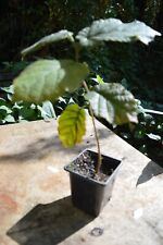 Cobnut tree for sale  HUNTINGDON