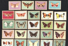 Butterflies moths jacques for sale Butterflies moths jacques for sale  BRIDPORT
