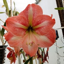 Amaryllis hippeastrum faro for sale  Laurens