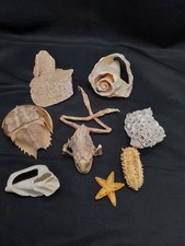 Frosch panzerkrappe getrocknet gebraucht kaufen  Worms