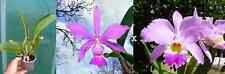 Cattleya walkeriana gaskellian d'occasion  Fumel