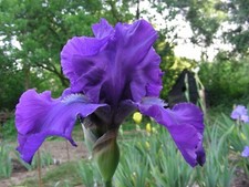 Iris germanica matina for sale  ALFRETON