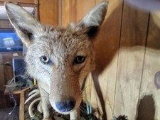 Coyote mount for sale  Black River Falls
