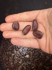 Asimina triloba, Asiminier trilobé, Pawpaw, 10 à 100 graines à stratifier. na sprzedaż Asimina triloba, Asiminier trilobé, Pawpaw, 10 à 100 graines à stratifier. na sprzedaż  Wysyłka do Poland