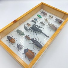 Multiple species taxidermy for sale  Westhampton Beach