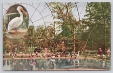 Cartão postal interior de pássaros gaiola voadora parque zoológico de Nova York NY comprar usado  Enviando para Brazil