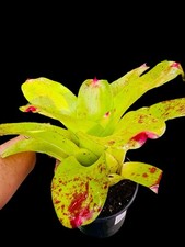 Neoregelia valentine day for sale  USA