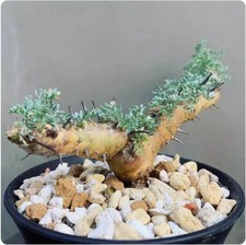 Sarcocaulon herrei cactus for sale  Shipping to United Kingdom