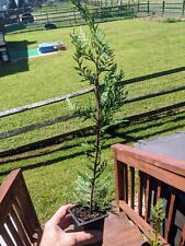 Leyland cypress fast for sale  Elkton