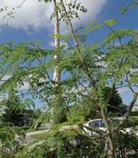 Cup moringa tree for sale  Vancouver
