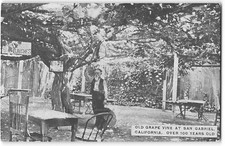 Old grape vine for sale  Foresthill