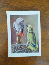 Antique 1920s pet for sale  BASINGSTOKE