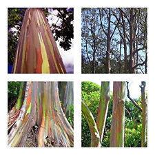 Regenbogeneukalyptus eucalyptu gebraucht kaufen  Schmidmühlen