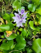 Live pond flowering for sale  Pinellas Park