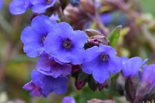 Pulmonaria blue ensign for sale  WALLINGFORD