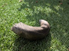 Cow horn one for sale  LONDON