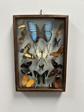 Beautiful butterfly collection for sale  Naugatuck