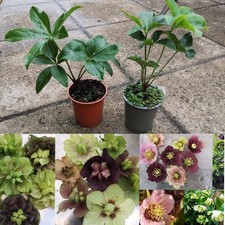 Hellebore helleborus long for sale  GLASGOW