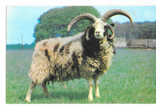 Postcard jacob ram for sale  MARGATE