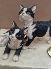 Leonardo colection kittens for sale  THETFORD