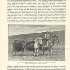 Poney islande article d'occasion  Quimper