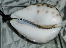 Xxl leopaden kauri gebraucht kaufen  Bitburg