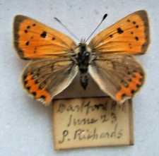 Small copper phlaeas for sale  Shipping to Ireland