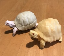 Indian star turtle for sale  Willits
