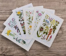 Conjunto de 6 fotos vintage da década de 1950 com estampa de livro de flores silvestres britânicas margarida flor de milho  comprar usado  Enviando para Brazil