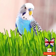 Budgie grass 1000 for sale  CHIGWELL
