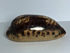 Cypraea testudinaria ingens usato  Roma