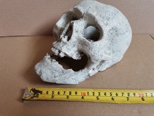Human skull large for sale  PORTSMOUTH
