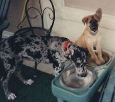 Great dane puppy for sale  Mission
