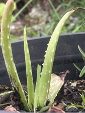 Planta viva de aloe vera | Suculenta Easy Care comprar usado  Enviando para Brazil