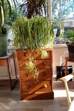 Vintage oak chest for sale  BARNSLEY