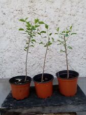 Plant cerisier sainte d'occasion  Blagnac