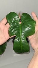 Rare philodendron bipennifoleu for sale  Oakdale