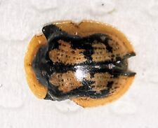 Chrysomelidae deloyala guttata d'occasion  Expédié en Belgium