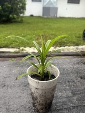Cup pandan leaves for sale  Sarasota