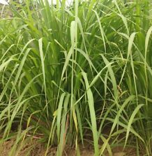 100 lemongrass seeds for sale  El Monte
