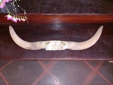 corna mucca usato corna mucca usato Spoleto