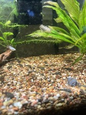 Bristlenose plecos chocolate d'occasion  Expédié en Belgium