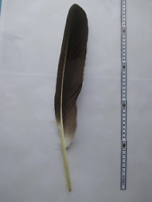 Adlerfeder seeadlerfeder hands gebraucht kaufen  Bayreuth