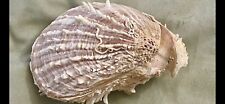 Spondylus squamosus extremely for sale  Kapolei